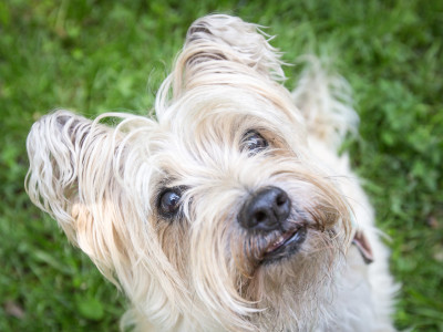 marlon cairn terrier rescue colonel potter cairn rescue network kansas city pet sitting dog walking