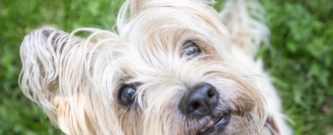 marlon cairn terrier rescue colonel potter cairn rescue network kansas city pet sitting dog walking