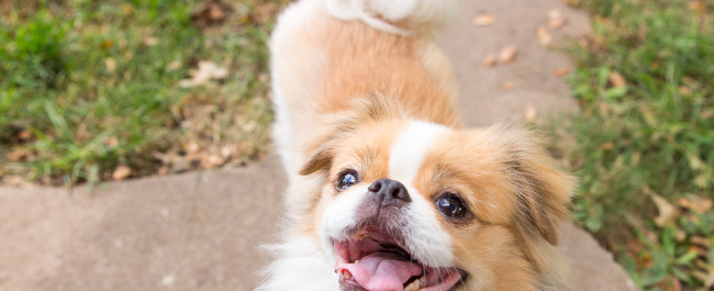 japanese chin dog sitting sitter walker walking kansas city kc kcmo