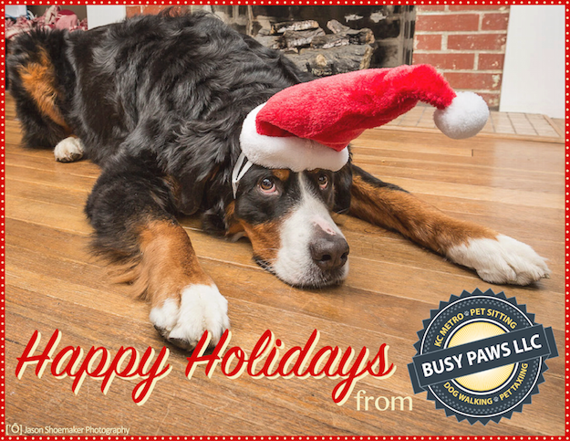 happy holidays merry christmas ollie bernese mountain dog kansas city dog sitting dog walking